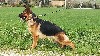  - CHIENNE DE 5 ANS 1/2 STERELISEE POIL COURT BERGER ALL....