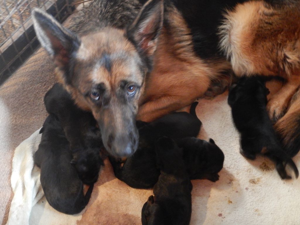 chiot Berger Allemand De la Maison des Jeunes