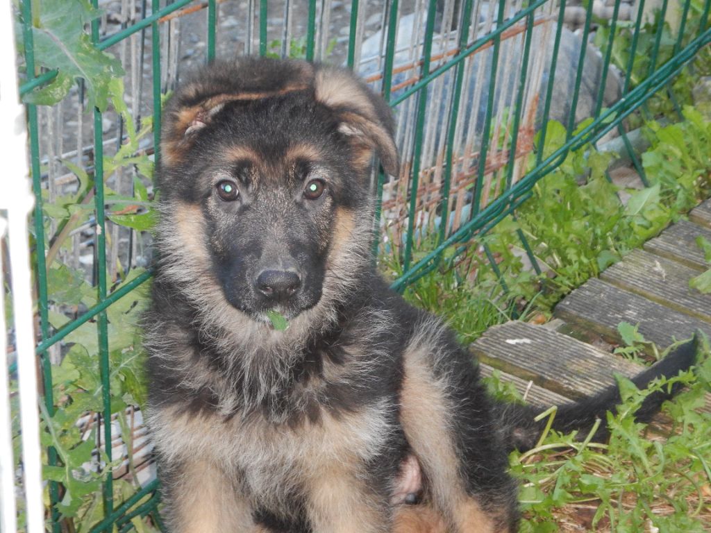 De la Maison des Jeunes - Chiot disponible  - Berger Allemand