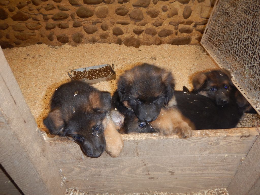 De la Maison des Jeunes - Chiot disponible  - Berger Allemand