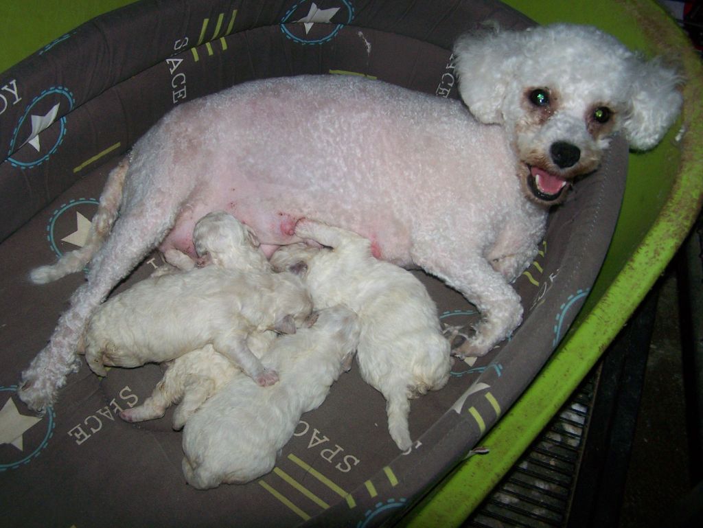 chiot Bichon Frise De la Maison des Jeunes