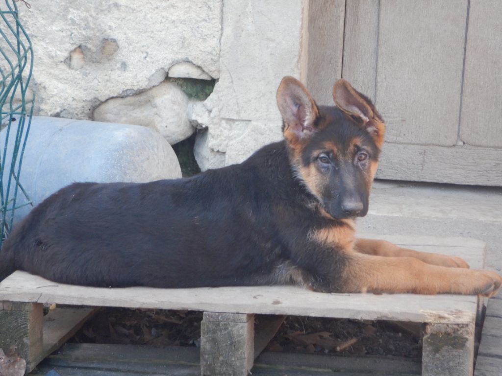 De la Maison des Jeunes - Chiot disponible  - Berger Allemand