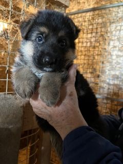 De la Maison des Jeunes - Chiot disponible  - Berger Allemand