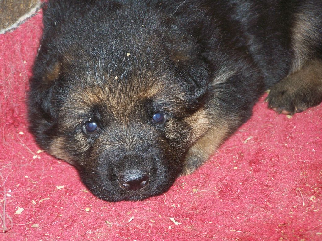 chiot Berger Allemand De la Maison des Jeunes