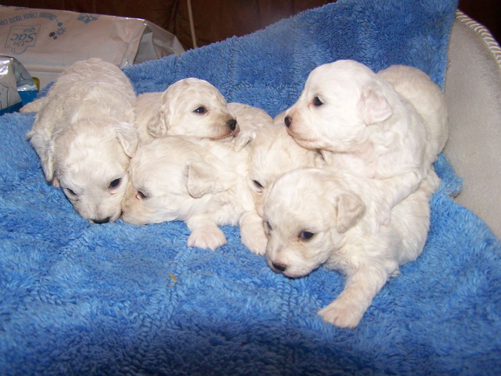 chiot Bichon Frise De la Maison des Jeunes