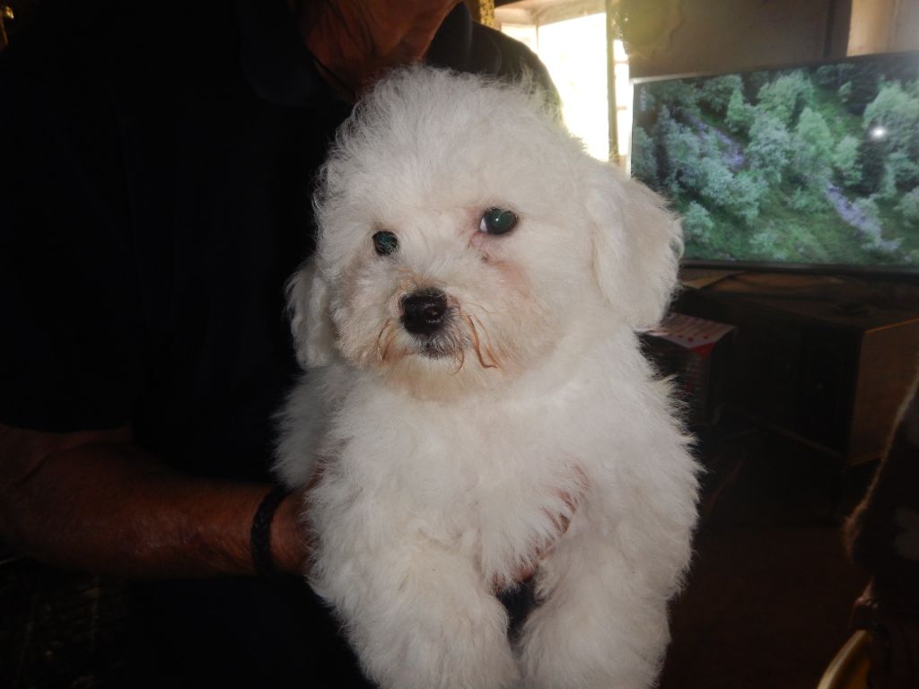 De la Maison des Jeunes - Chiot disponible  - Bichon Frise