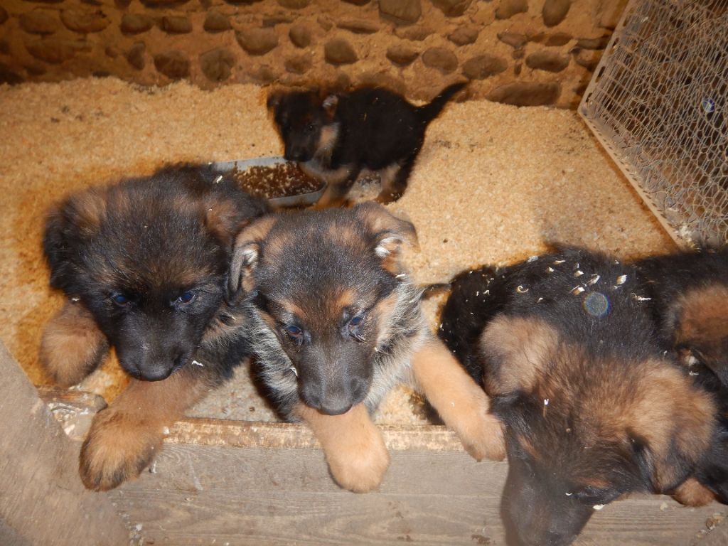 De la Maison des Jeunes - Chiot disponible  - Berger Allemand