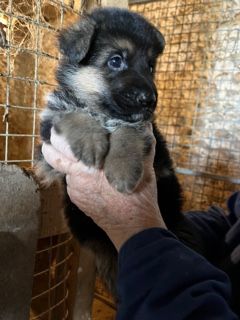 De la Maison des Jeunes - Chiot disponible  - Berger Allemand