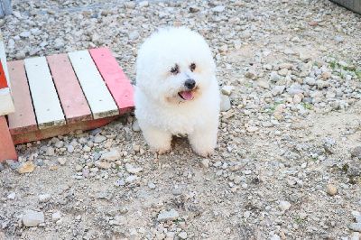 chiot Bichon Frise De la Maison des Jeunes