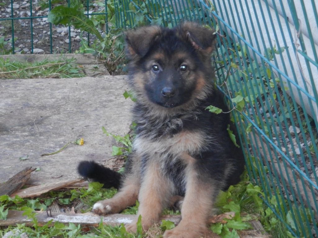 De la Maison des Jeunes - Chiot disponible  - Berger Allemand