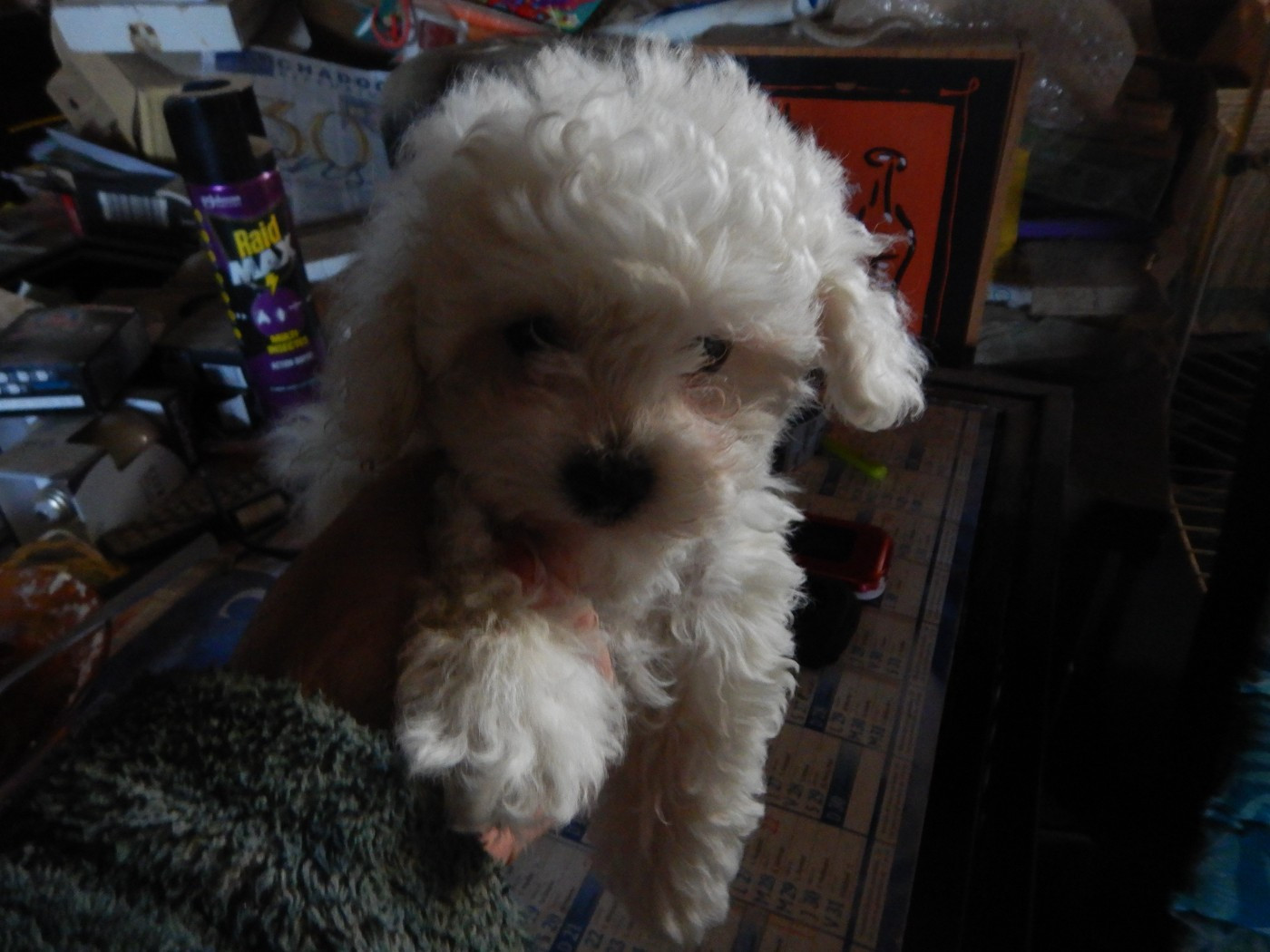 De la Maison des Jeunes - Chiots disponibles - Bichon Frise