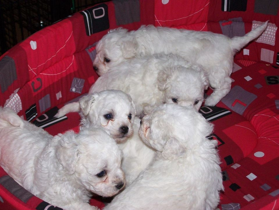 Chiot Bichon Frise De la Maison des Jeunes
