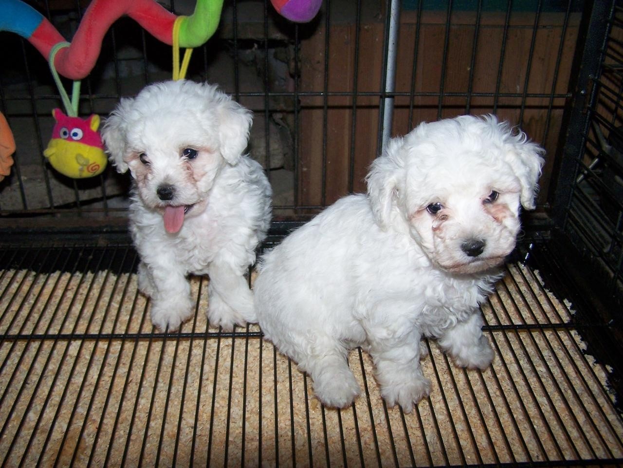 De la Maison des Jeunes - Chiots disponibles - Bichon Frise