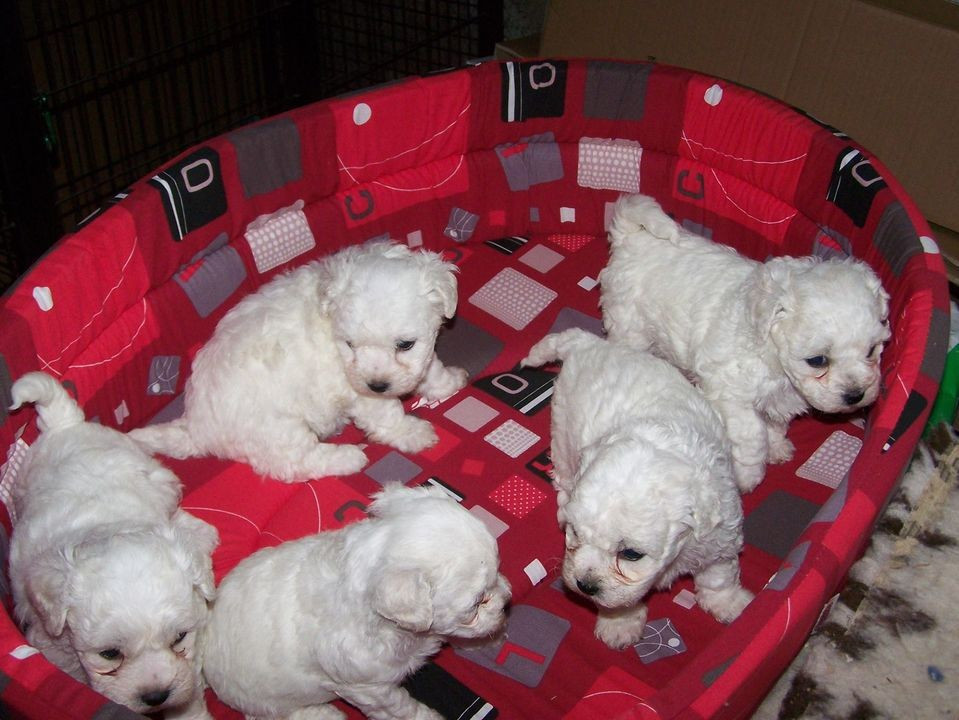 De la Maison des Jeunes - Chiots disponibles - Bichon Frise