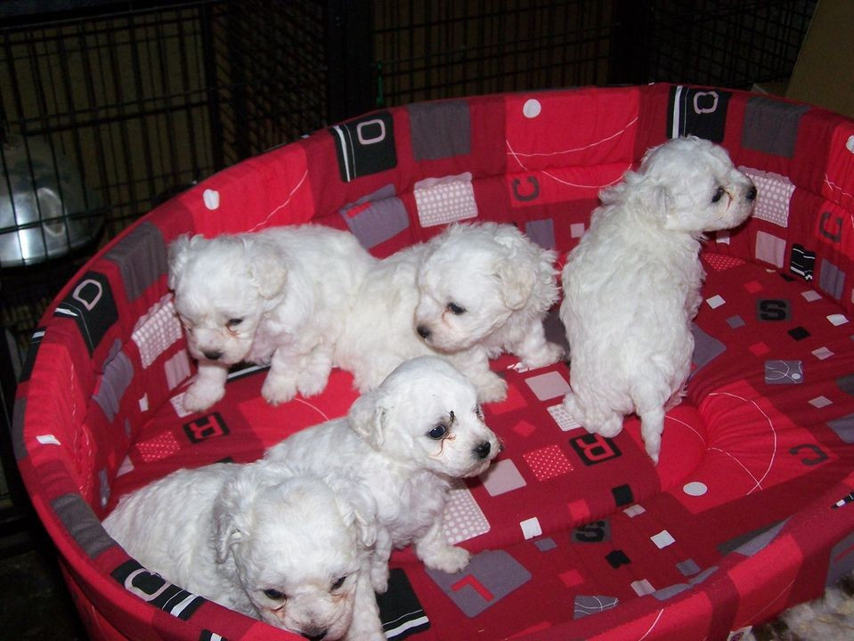 De la Maison des Jeunes - Chiots disponibles - Bichon Frise