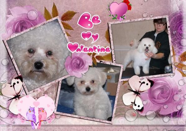 De la Maison des Jeunes - Chiots disponibles - Bichon Frise