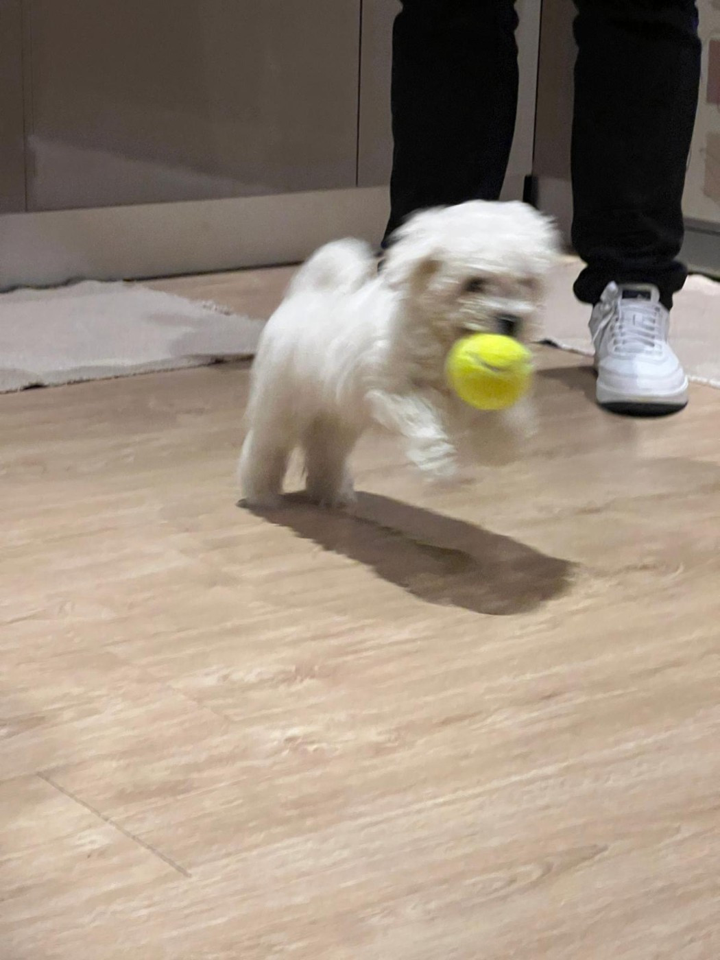 De la Maison des Jeunes - Chiots disponibles - Bichon Frise