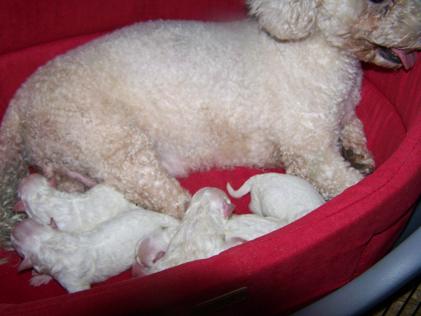 Chiot Bichon Frise De la Maison des Jeunes
