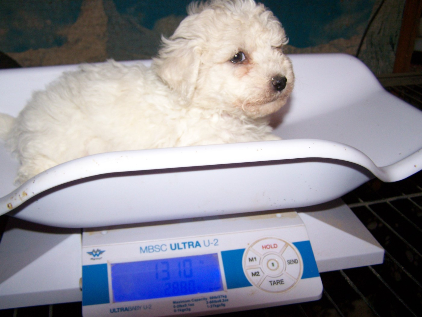 De la Maison des Jeunes - Chiots disponibles - Bichon Frise