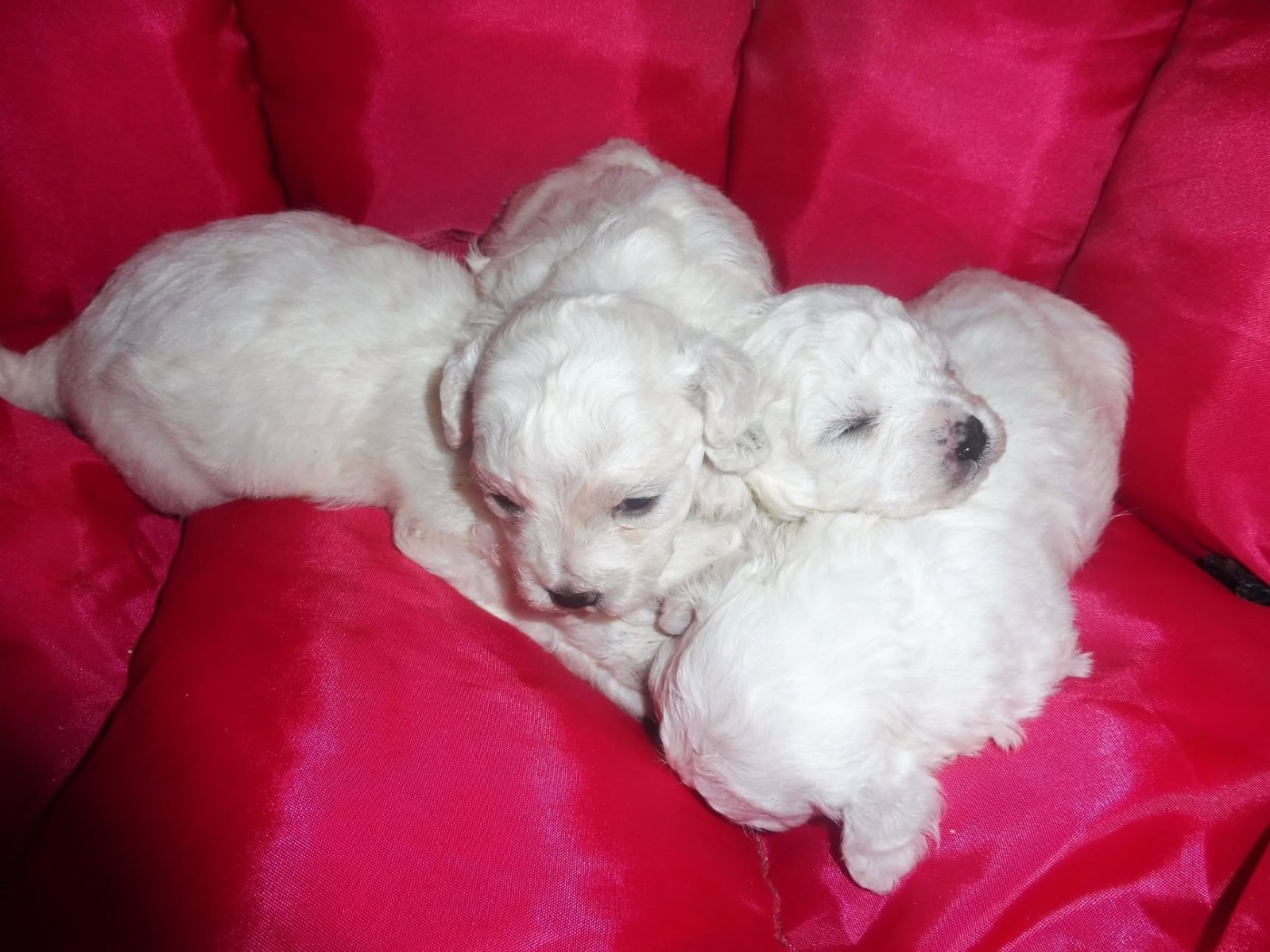 De la Maison des Jeunes - Chiots disponibles - Bichon Frise