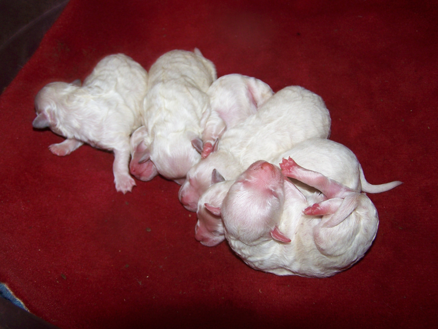 De la Maison des Jeunes - Chiots disponibles - Bichon Frise