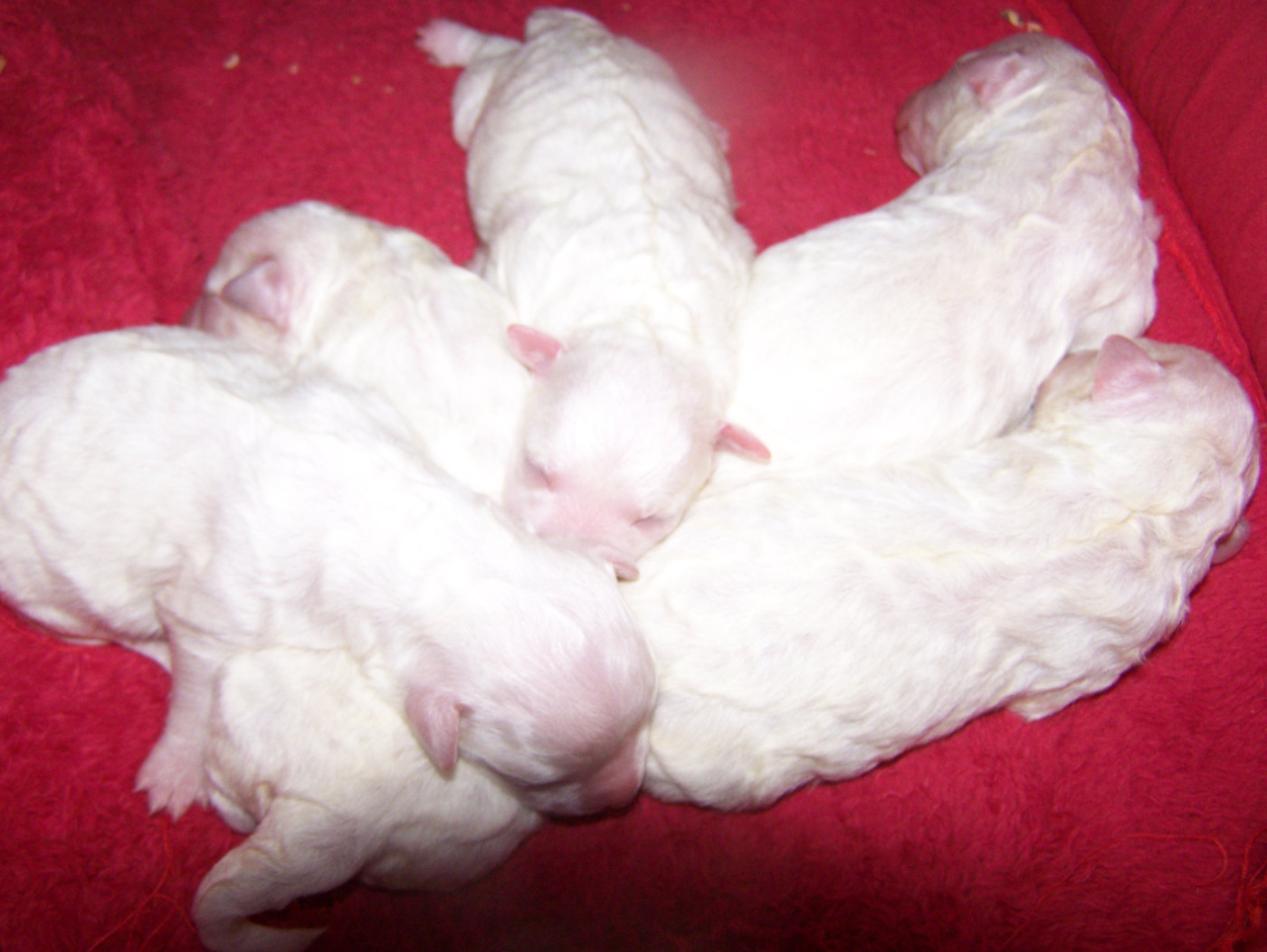 De la Maison des Jeunes - Chiots disponibles - Bichon Frise