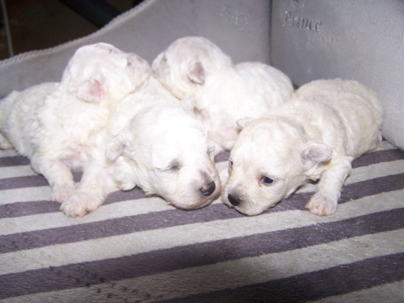 De la Maison des Jeunes - Chiots disponibles - Bichon Frise
