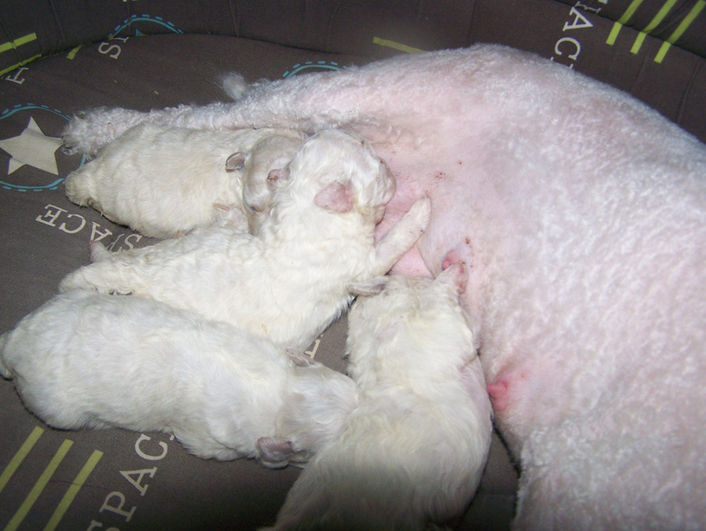 De la Maison des Jeunes - Chiots disponibles - Bichon Frise