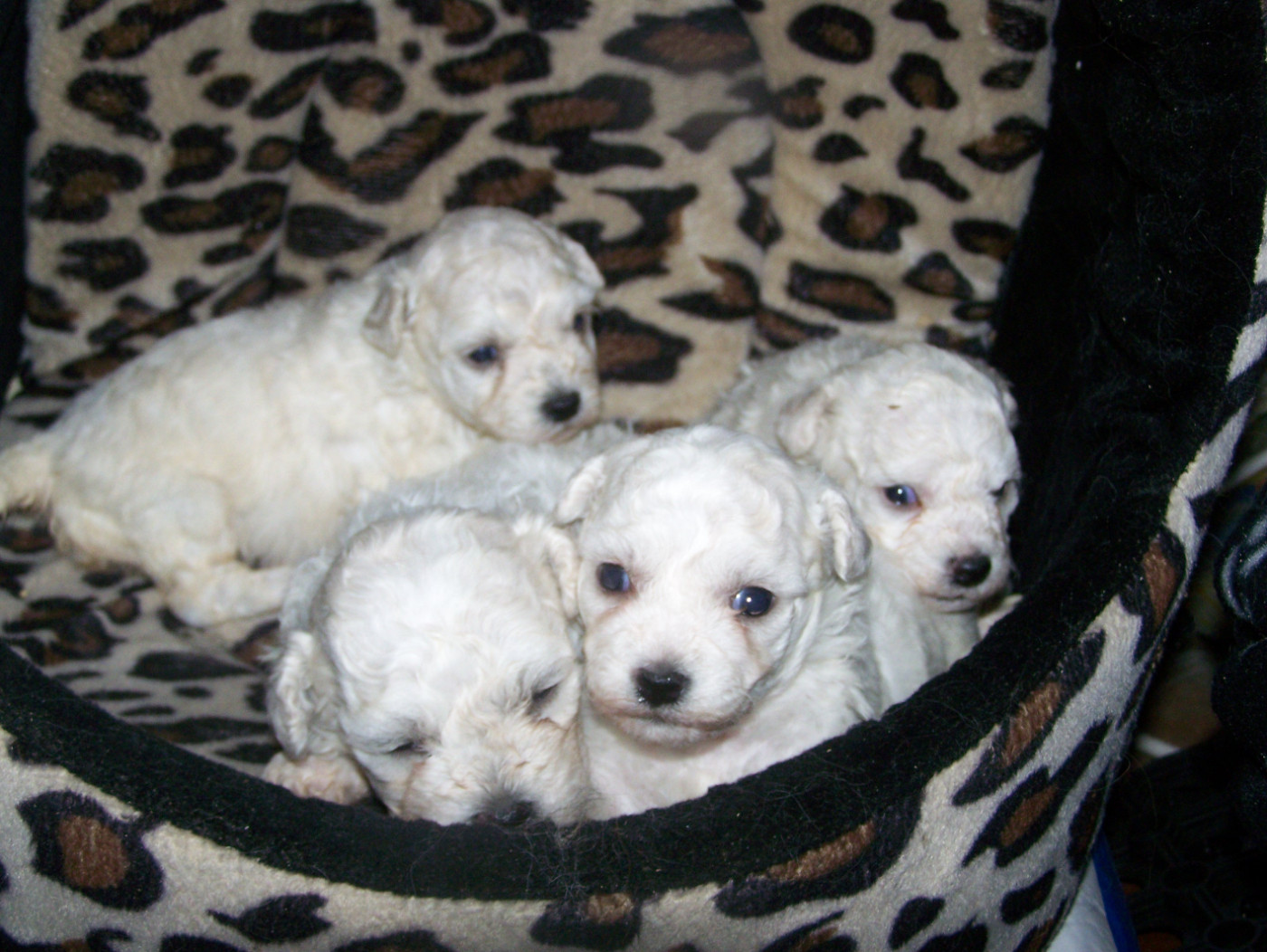 De la Maison des Jeunes - Chiots disponibles - Bichon Frise