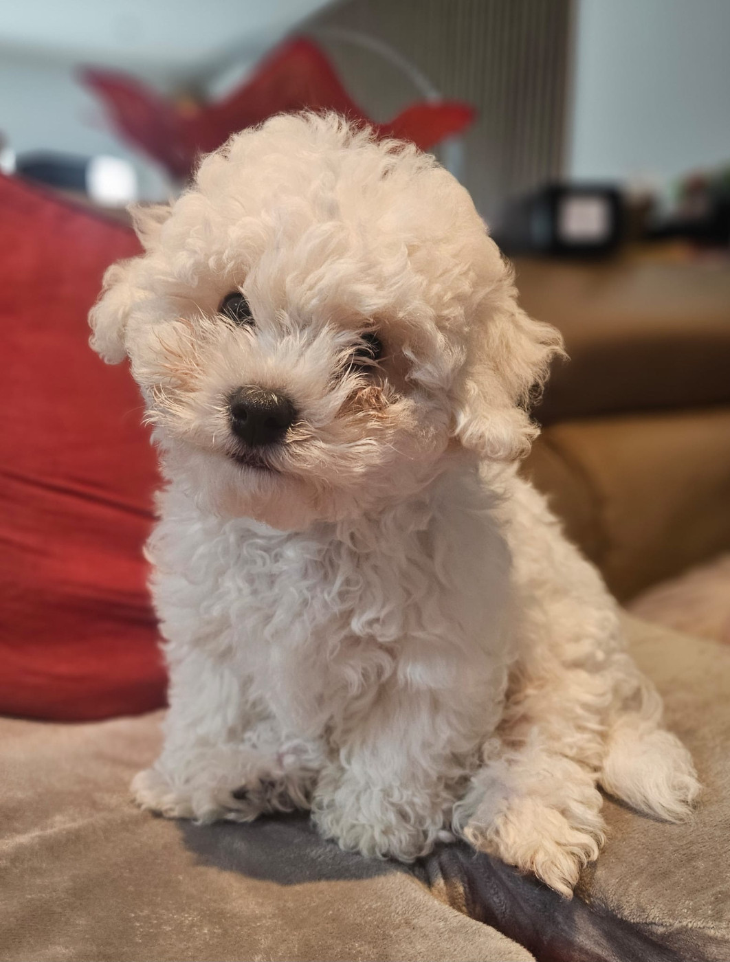 De la Maison des Jeunes - Chiots disponibles - Bichon Frise