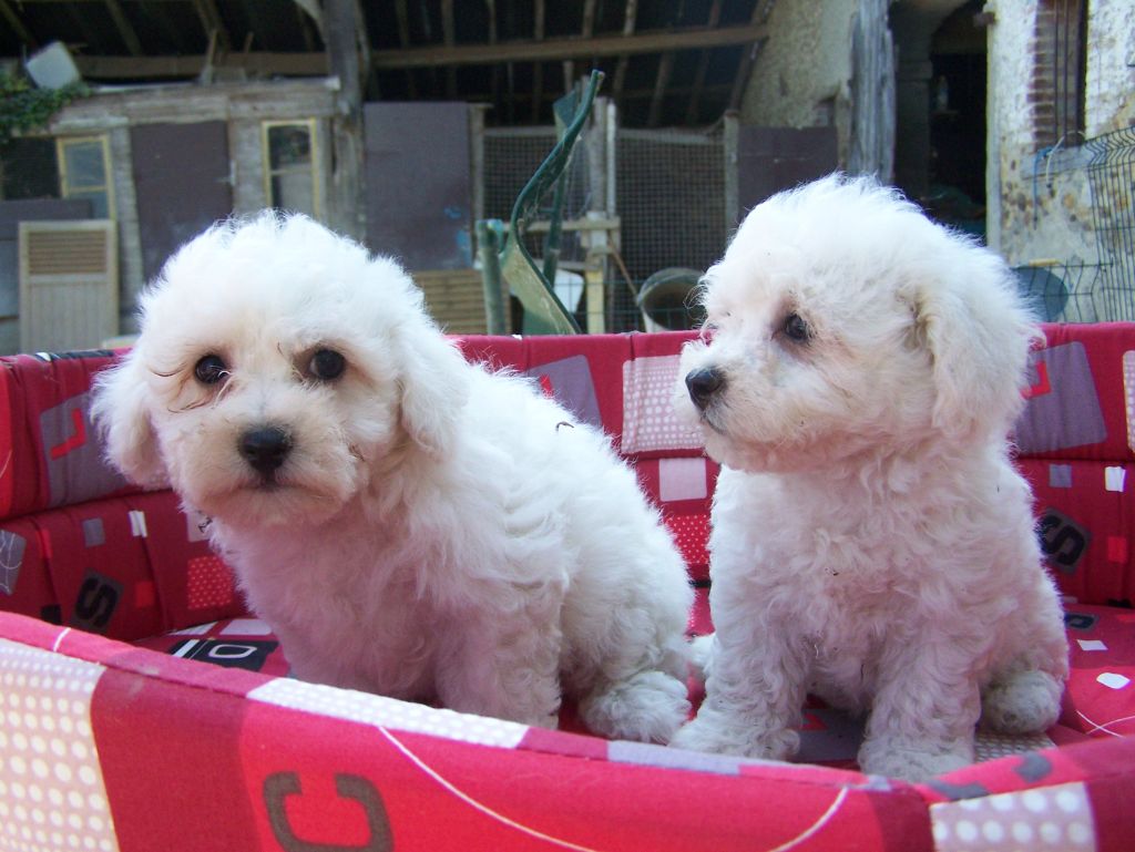 De la Maison des Jeunes - Chiots disponibles - Bichon Frise
