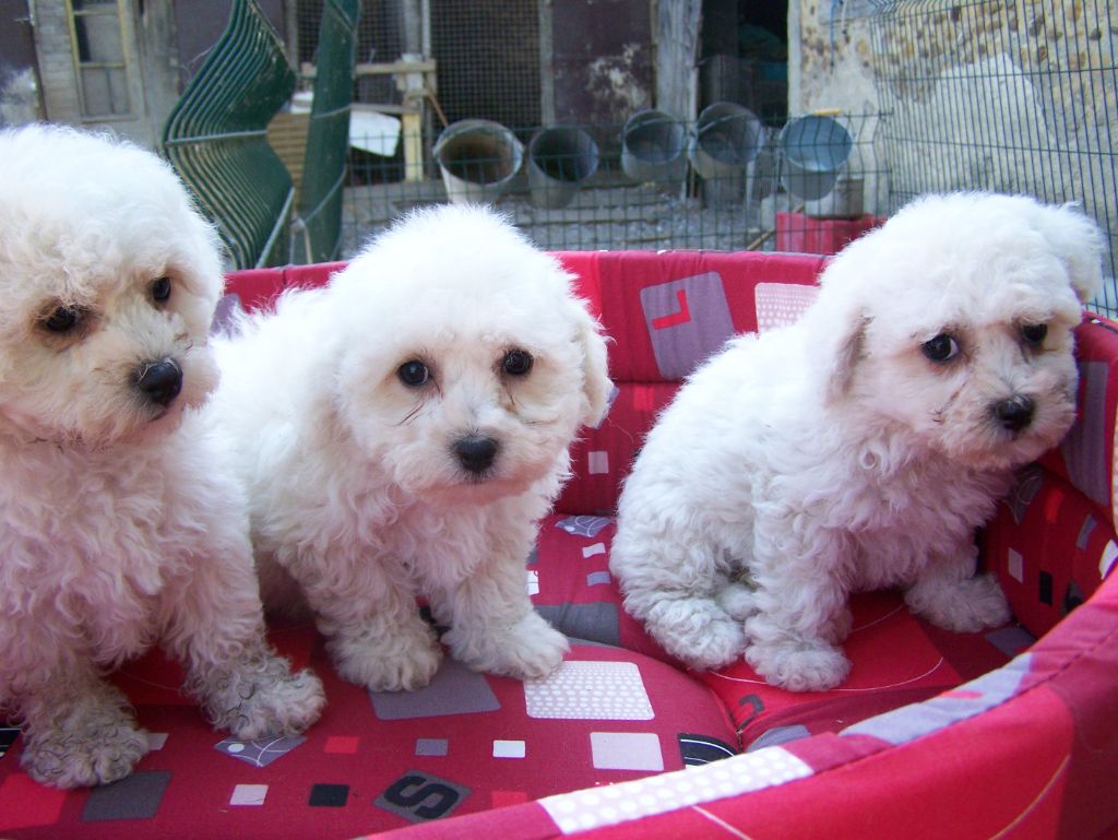 De la Maison des Jeunes - Chiots disponibles - Bichon Frise