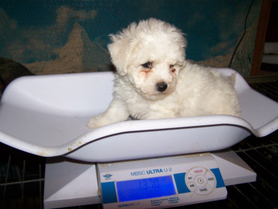 Chiot N°1