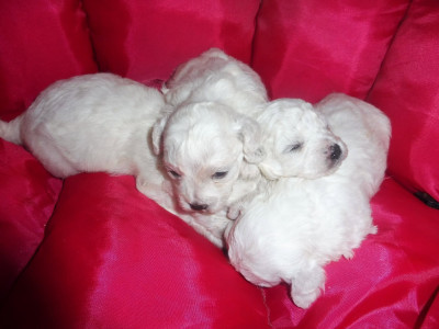 Chiot N°3