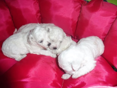 Chiot N°5