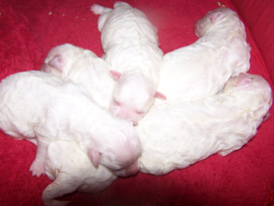 CHIOT 3
