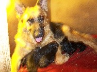 CHIOT