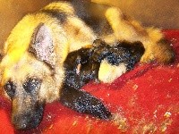 CHIOT