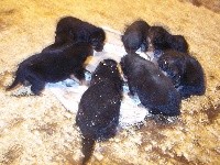 CHIOT
