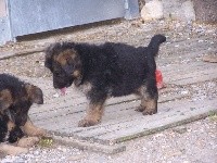 CHIOTTE POIL LONG