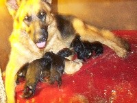 CHIOT