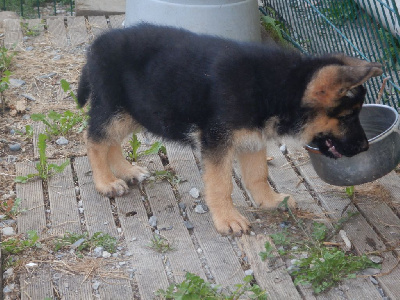 TEYLA
