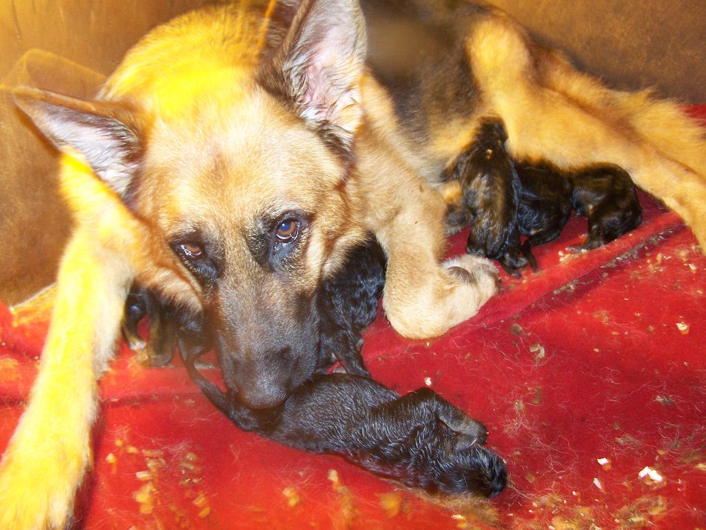 Chiot Berger Allemand De la Maison des Jeunes