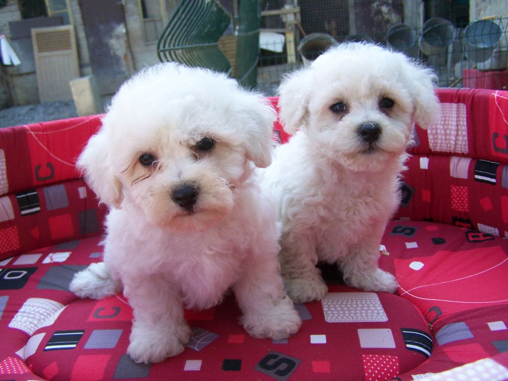 De la Maison des Jeunes - Chiots disponibles - Bichon Frise