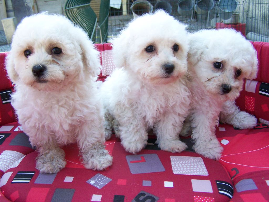 De la Maison des Jeunes - Chiots disponibles - Bichon Frise