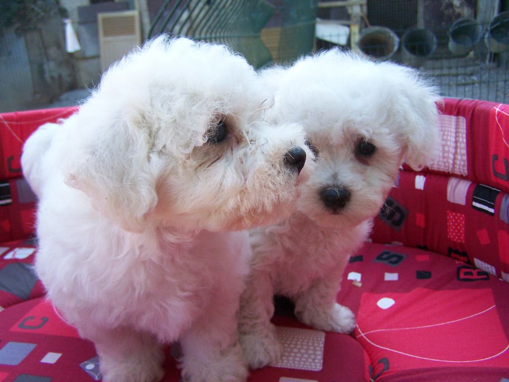 De la Maison des Jeunes - Chiots disponibles - Bichon Frise