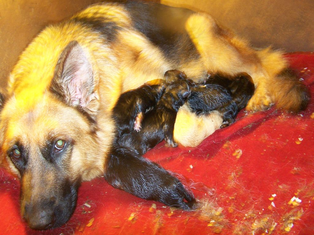 Chiot Berger Allemand De la Maison des Jeunes