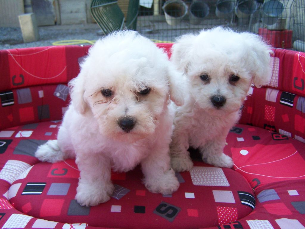 De la Maison des Jeunes - Chiots disponibles - Bichon Frise